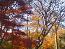 今週も始まりました、紅葉とパン。月曜日。