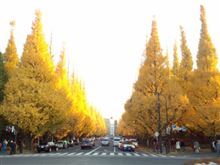 神宮の銀杏並木 神宮の銀杏並木