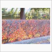１２月の紅葉とパン。火曜日。
