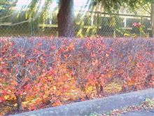 １２月の紅葉とパン。火曜日。