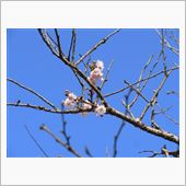 桜咲く♪