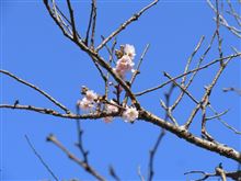 桜咲く♪