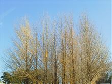 １２月の紅葉？とパン。木曜日。新規開拓！