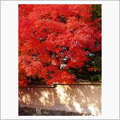 紅葉・東福寺