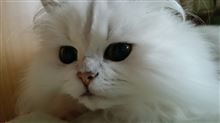 決断・・・（悲）