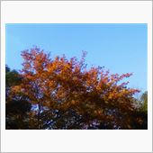 １２月の紅葉？とパンとプチミ ...