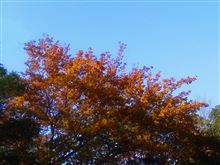 １２月の紅葉？とパンとプチミ？金曜日。