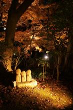 長谷寺 紅葉ライトアップ
