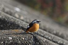 秋の野鳥を締める