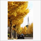 mellow yellow