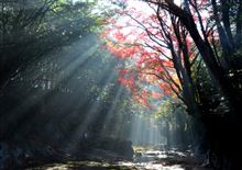 今年の紅葉ベストフォト