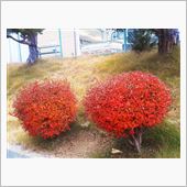 今週も頑張って、紅葉とパン。 ...