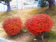 今週も頑張って、紅葉とパン。月曜日。