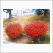 今週も頑張って、紅葉とパン。月曜日。