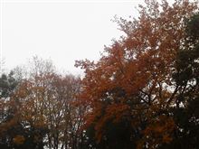 今週も頑張って、紅葉とパン。火曜日。
