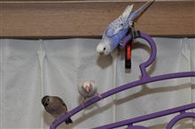 セキセイインコと文鳥　２