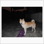 猫の立場から見たら…（猫に通 ...