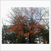 今週も頑張って、紅葉とパン。 ...