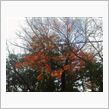 今週も頑張って、紅葉とパン。水曜日。