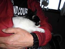 猫はこたつで丸くなる～ここあちゃんは抱っこで丸くなるｗｗｗ