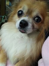 哀しい想い 哀しい想い