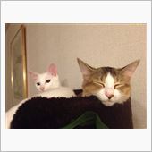 ウチの猫&#39;sたち。