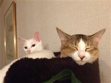 ウチの猫&#39;sたち。