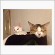 ウチの猫&#39;sたち。