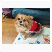 赤いの着てるけど・・・(笑)