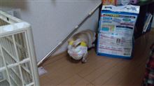 老犬・・・