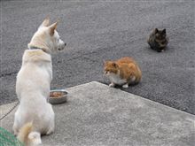 こわいよ~ニャン軍団! こわいよ~ニャン軍団!