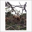 キウイフルーツ
