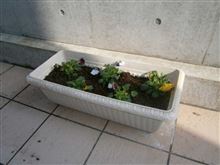 パンジーも植えました