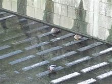 今日の仕事は、公共事業…
