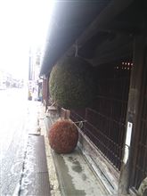 今年も七本槍