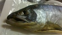 新巻鮭を釣っちゃいました（笑）