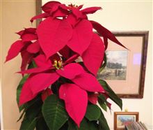 メリークリスマス