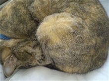 ねこ ねこ