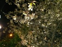 今年も咲いてる