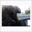 COCOちゃん（トイプードル）乗車用ストッキング