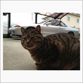 洗車しましたよ！