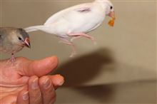 文鳥さんはみかんが好き？
