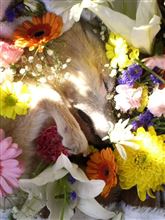 綺麗な死に顔の作り方