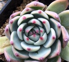 Echeveria Momotaro