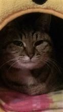 新年のご挨拶
