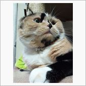 明けましておめでとうございま ...
