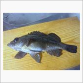 釣り始め