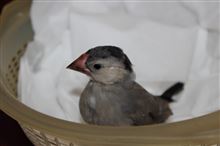 文鳥さんの髪型が・・・