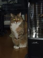 く、首なし・・・ねこ　　(^▽^;)