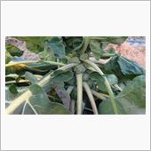 芽キャベツ収穫